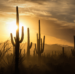 Image of Mesa, Arizona sunset featuring many saguaro and ocotillo cacti.